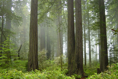 redwoods