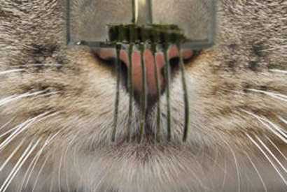 whiskers