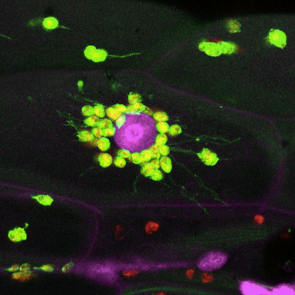 a plant cell