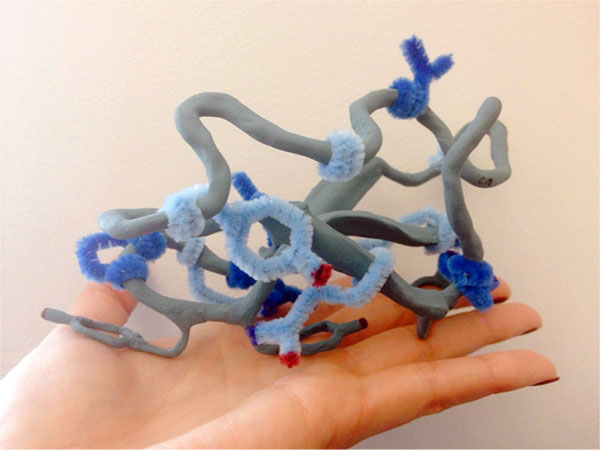 clay protein model