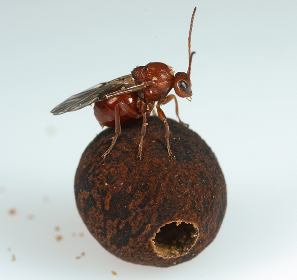 gall wasp