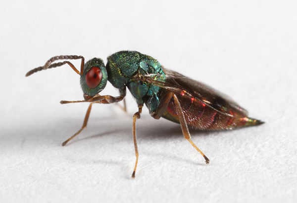 parasitoid wasp