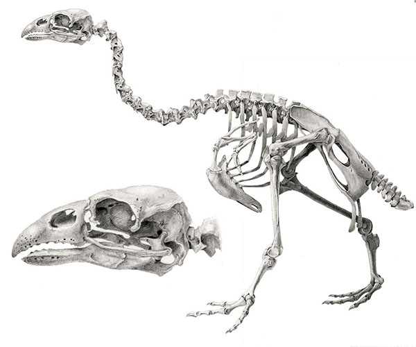fossil duck