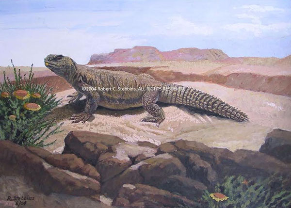 spiny-tailed lizard