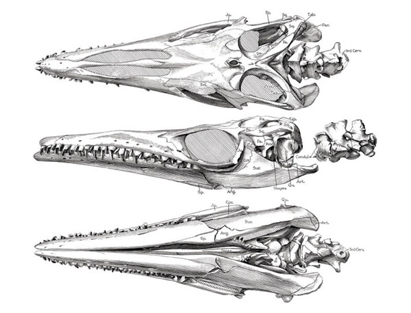 animal skull