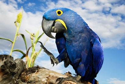 Hyacinth Macaw