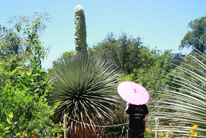 The Puya continues to its upward climb, measuring close to 16 feet high on Friday (June 13). It celebrates its 24th birthday on Monday (June 16). (Photo courtesy of the UC Botanical Garden.)