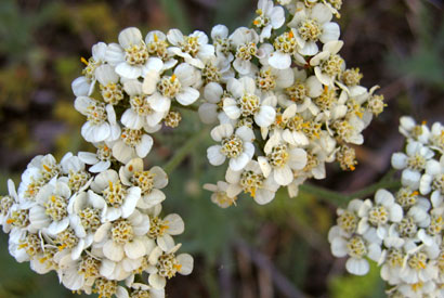 Yarrow