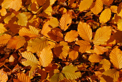 Copper beech tree