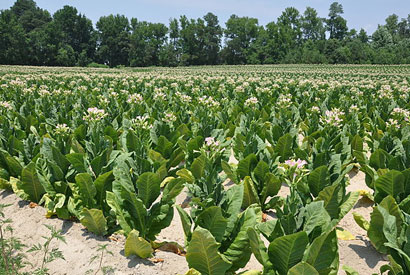 tobacco 410