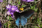The black pipevine swallowtail butterfly.
