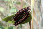 The caterpillar larvae of the black pipevine swallowtail butterfly.