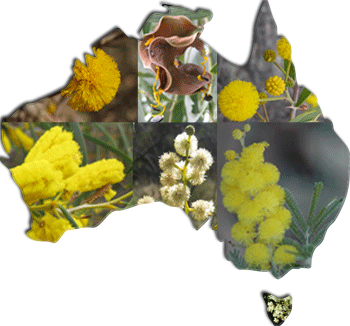 Australia's acacias