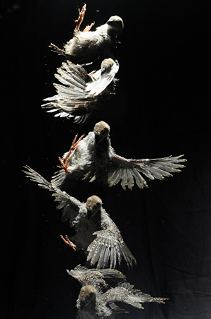 falling and righting baby chukar