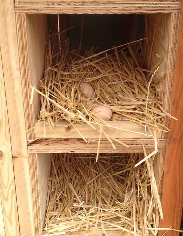 Students build a chicken coop - and envision the city of the future ...