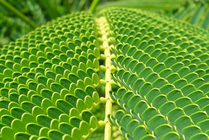 fern