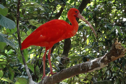 ibis