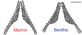 ocean and freshwater fish jaws showing the difference in number of teeth