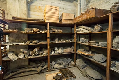 Fossils housed in the Campanile