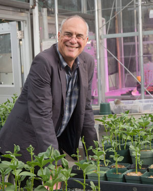 Mark Bittman visits a natural pest-control experiment on fava beans at the Oxford Tract Greenhouse Facility. (Photos by Jim Block)