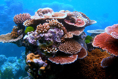 Coral reef