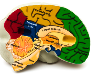 Scientists identified  the frontoparietal network as playing a key role in higher-order reasoning (iStockphoto)
