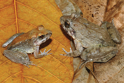 Unique Sulawesi Frog Gives Birth To Tadpoles Berkeley News