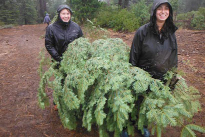 students carrying tree in forest