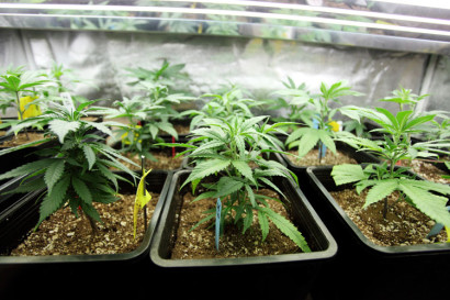marijuana plants growing in plastic tubs