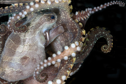 larger Pacific striped octopus