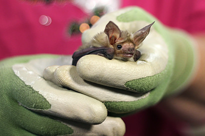 bat