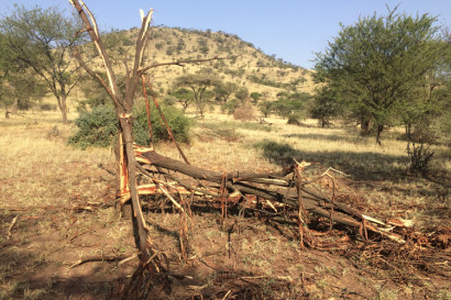 elephant tree damage