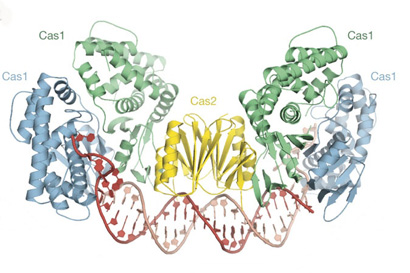 model of CRISPR/Cas complex used by bacterial cells