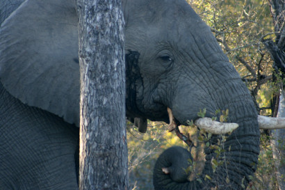 elephant munching on leaves