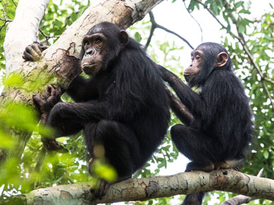 Gratitude comes in many forms. In the case of chimpanzees, they share food more willingly with other chimps who have groomed them. (Photo by Joseph Friedhuber for iStockphoto)