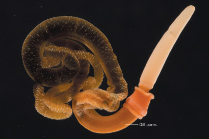 acorn worm