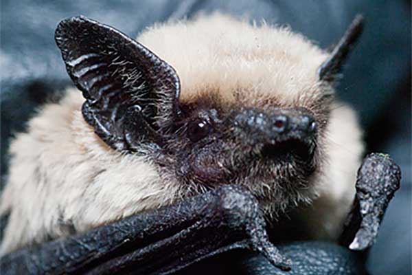 Close-up of a bat