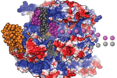 Cas9 binds DNA