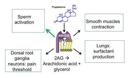 the protein receptor ABHD2 may play a role in many tissues sensitive to progesterone