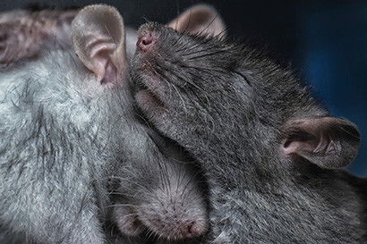 rats nuzzling one another