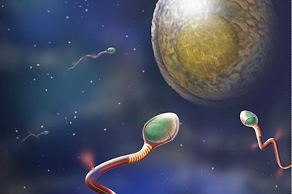 sperm swimming toward a human egg