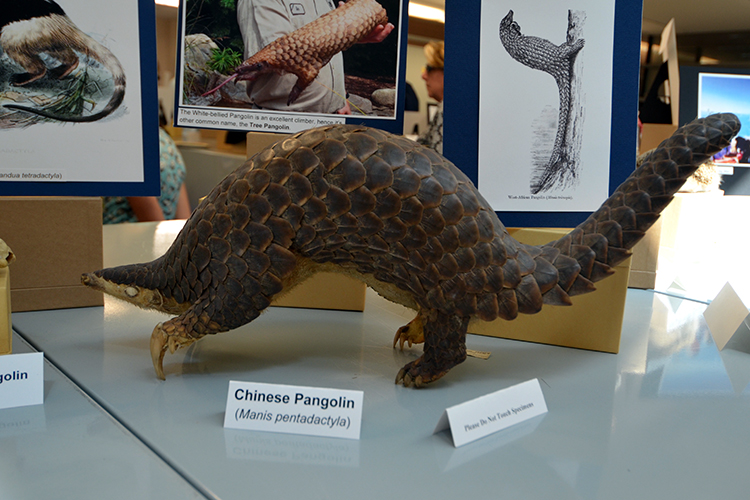 Taxidermy Chinese Pangolin