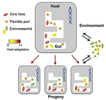 our core gut microbiota