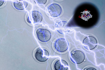 electroporation of mouse embryos