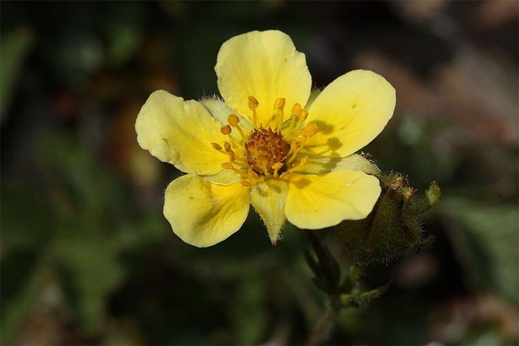 yellow flower