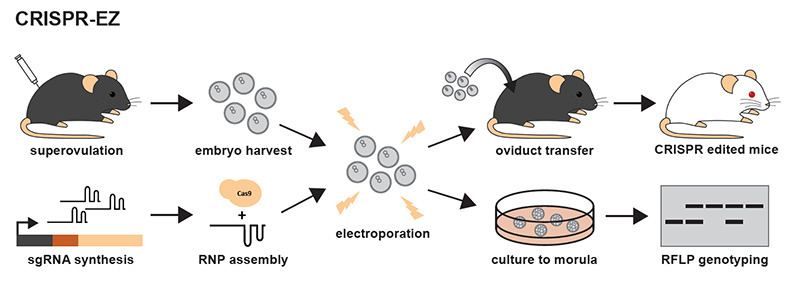 the CRISPR-Cas9 process in mice