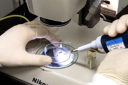 suctioning up mouse embryos