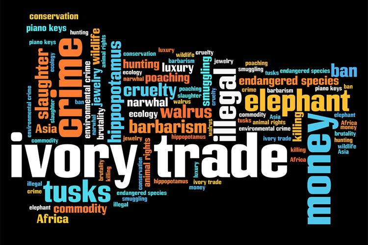 ivory trade word block