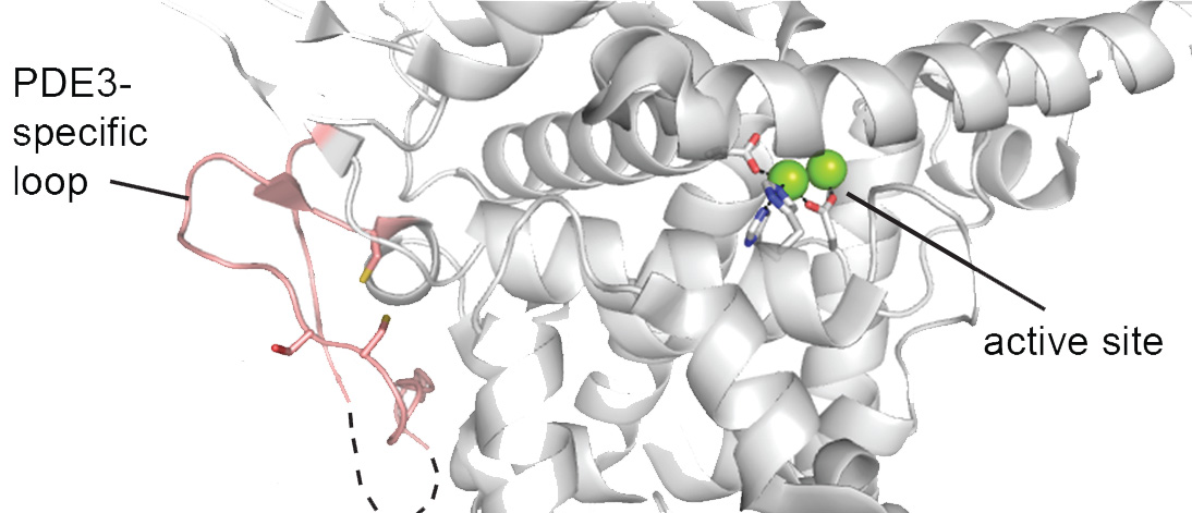 Copper essential for burning fat, researchers find | Berkeley News