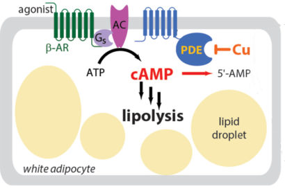 enzymatic activity involving copper